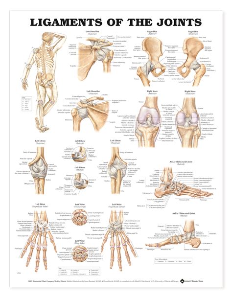 Ligaments of the Joints - Charts | 2432