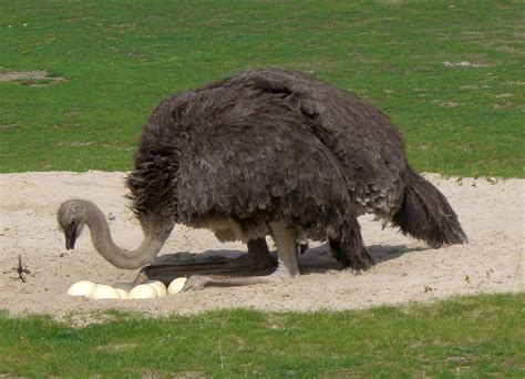 Datei:Breeding Ostrich Berlin.jpg – Wikipedia
