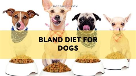 Bland Diet for Dogs - Ratio | Recipe | Eggs | Vomiting - DogDwell