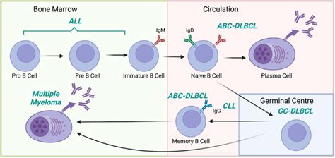 B cell leukemia and lymphoma can derive from their normal B cell... | Download Scientific Diagram