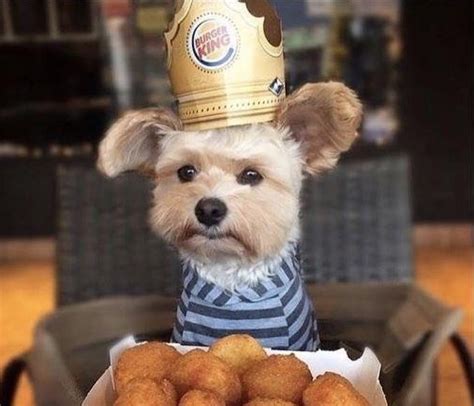 CUTE PUPPY BURGER KING HAT/CROWN Blank Template - Imgflip