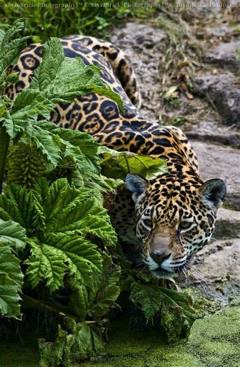 Female Jaguar by =mym8rick | Gatti selvatici, Animali selvatici, Animali selvaggi