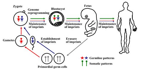 Epigenetic genome reprogramming: developmental origins of health and ...