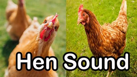 Hen sound effect # no copyright # - YouTube