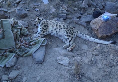 Snow Leopards Rebounding in Afghanistan; Around 100 Prowling in Wakhan Corridor - Khaama Press ...