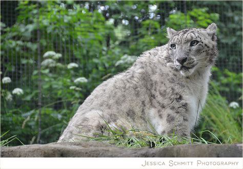 Personal Post: Trip to the Pittsburgh Zoo | Jessica Schmitt Photography ...