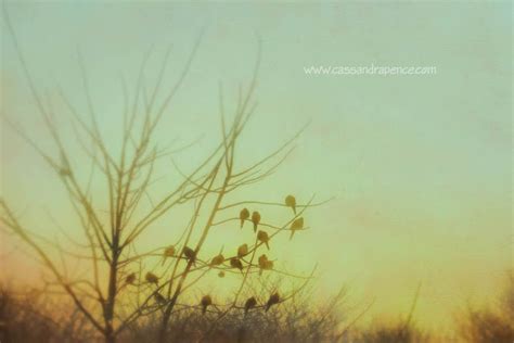 sassafras: birds at sunrise :: composite photography