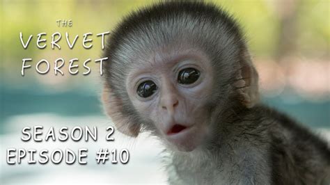 3 Day Old Tiny Orphan Baby Monkey Rescued & Update On Brain Damaged Baby - Vervet Forest - S2 Ep ...