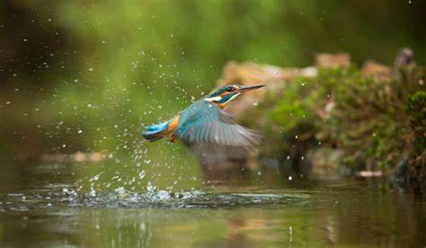 Photo of Common Kingfisher Flying Above River · Free Stock Photo