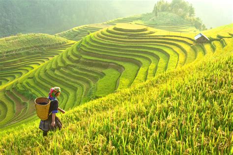 Rice fields on terraced of Mu Cang Chai, YenBai, Rice fields prepare ...