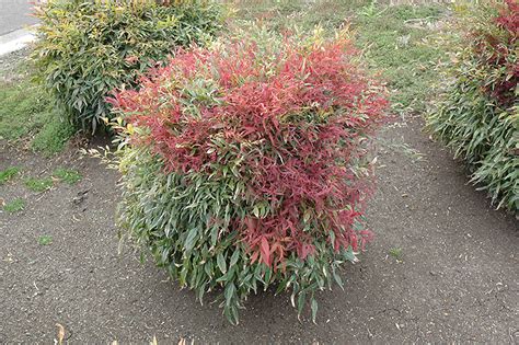 Burgundy Wine Dwarf Nandina (Nandina domestica 'Burgundy Wine') in ...