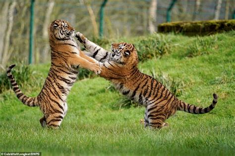 Longleat Safari Park releases candid snaps of their big beasts enjoying life during lockdown ...