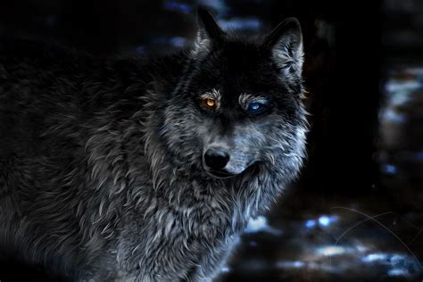 1920x1200 Wolf Heterochromia Fantasy 1080P Resolution ,HD 4k Wallpapers ...