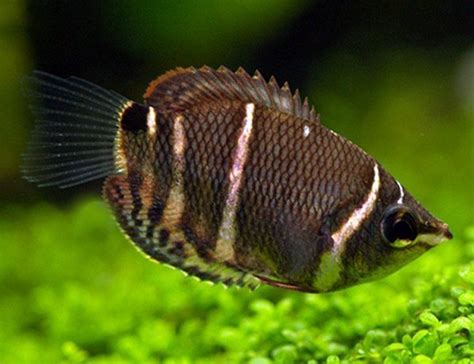 Beautiful Chocolate Gourami - Goodjoseph LIVE Fish Store