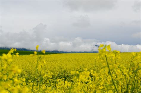 Mustard Fields in Bloom, Switzerland 2025 - Rove.me