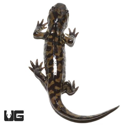 Eastern Tiger Salamanders (Ambystoma tigrinum) For Sale - Underground Reptiles