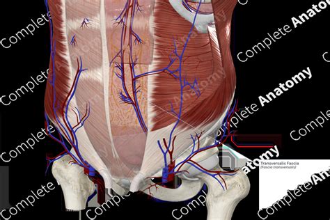 Transversalis Fascia | Complete Anatomy