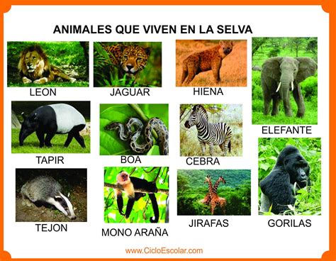 Animales que viven en el bosque, selva, mar, ríos, glaciares - Imágenes para recortar - Ciclo ...