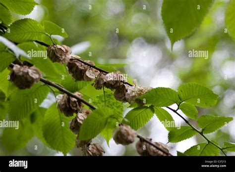 Elm Tree seeds Stock Photo - Alamy