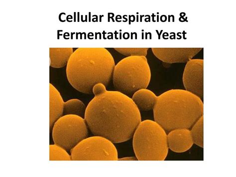 PPT - Cellular Respiration & Fermentation in Yeast PowerPoint Presentation - ID:1904296