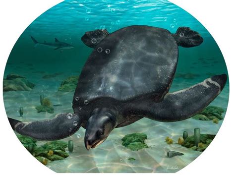 72-million-year-old turtle ‘is one of the largest to have ever lived’ | Guernsey Press