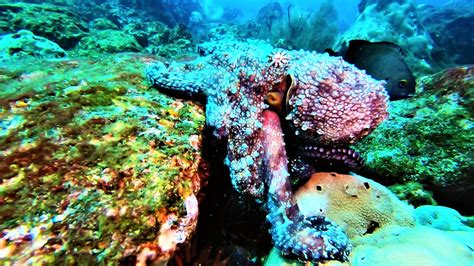 Octopus shows amazing color changing ability