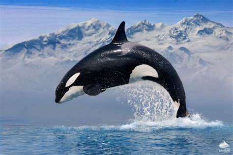 A Guide to Whale Watching in Iceland | Arctic Adventures