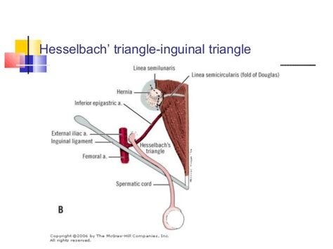 Inguinal Triangle Anatomy