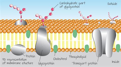 Fluid Mosaic Model Diagram