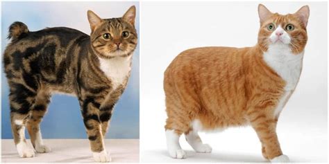 Feline 411: All About Manx Cats - Cole & Marmalade