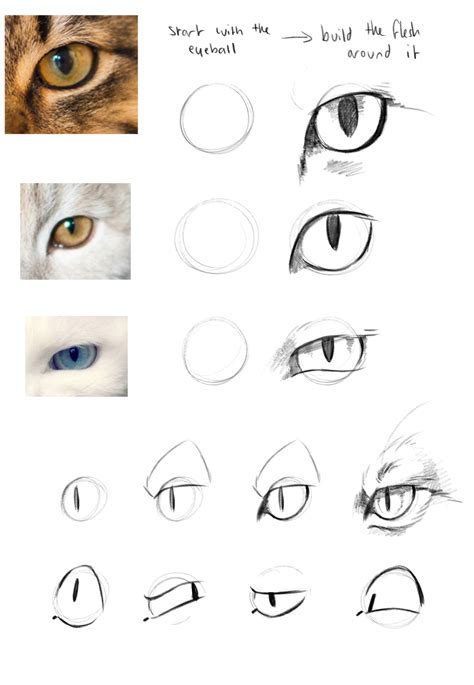 Trust me, I'm a Doctor — Do you have any anatomy for cat eyes? I have ...