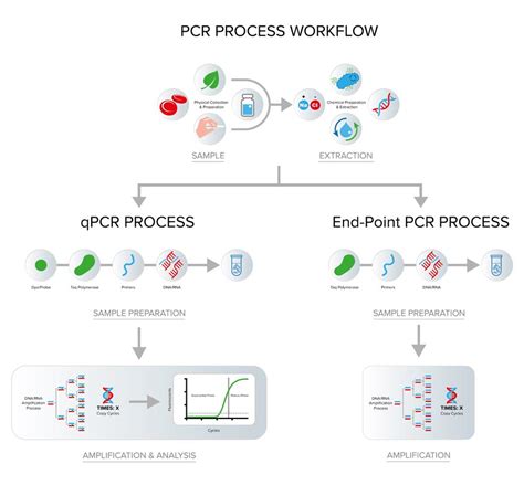 PCR Process Steps Explained - Cole-Parmer Canada