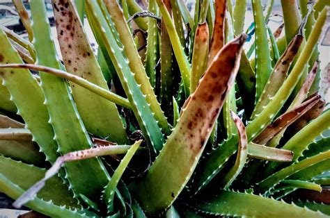 Aloe Vera Plant Leaves Bending: Causes & Solutions