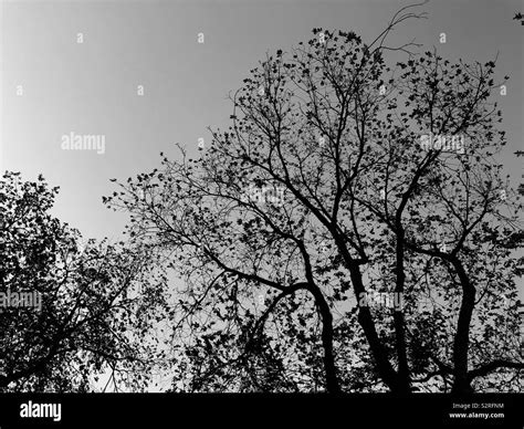 Tree branches in silhouette Stock Photo - Alamy