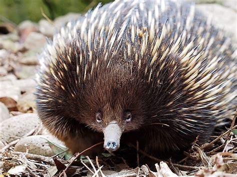 The 5 Species Of Monotremes Living Today - WorldAtlas.com