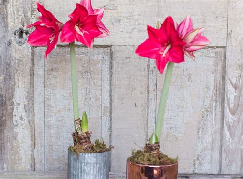 How To Grow Amaryllis Indoors - Rooted Flowers