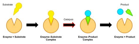 Enzyme catalysis – Science of Healthy