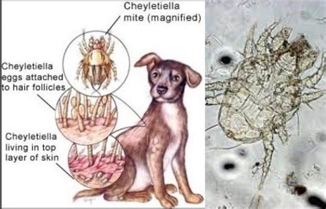 Cheyletiellosis, Causes Symptoms, and Ayurvedic Treatment