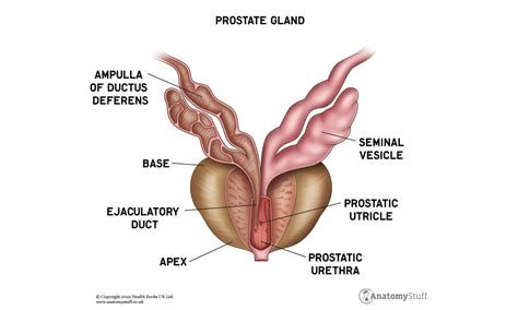 The Prostate Gland | Function & Structure | AnatomyStuff