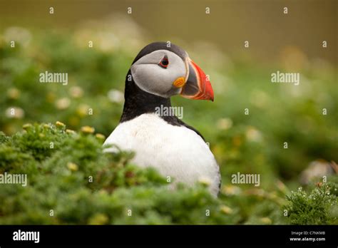 Puffin during nesting season Stock Photo - Alamy