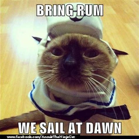 Aye aye captain! | Funny cat memes, Funny cats, Pirate cat