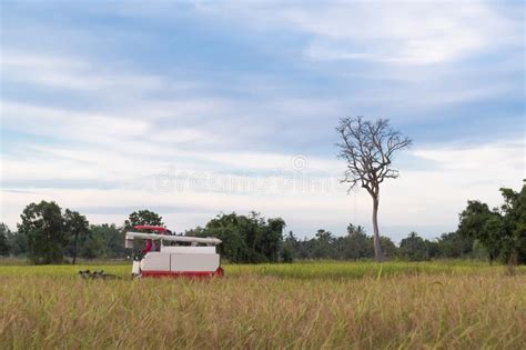 Combine Harvester Harvesting Machine Working in Rice Field. Stock Image ...