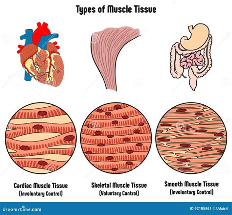 [DIAGRAM] Labelled Diagram Of Skeletal Muscle Tissue - MYDIAGRAM.ONLINE