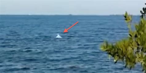 Rare Albino Dolphin Sighting Caught On Video | HuffPost