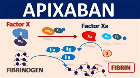 Apixaban (Eliquis) as blood thinner || Mechanism, precautions ...