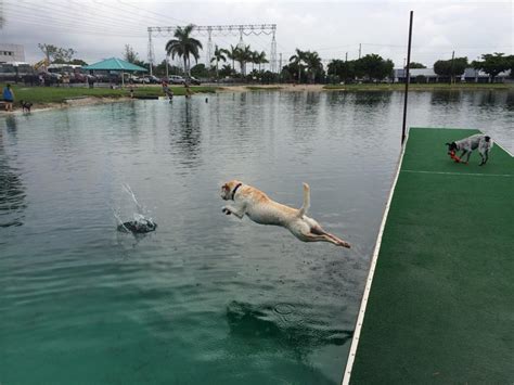 The Most Popular Dog Parks Near North Miami Beach