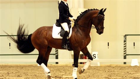 Petition · British Dressage, British Horse Society, British Riding ...