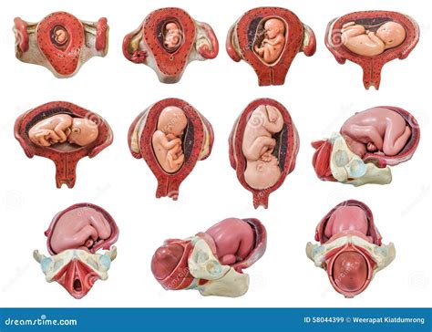 Fetus Development In Womb Model Stock Image - Image: 58044399