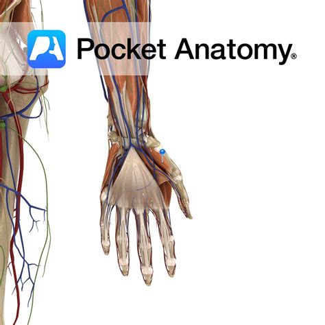 Fimbriae - Pocket Anatomy