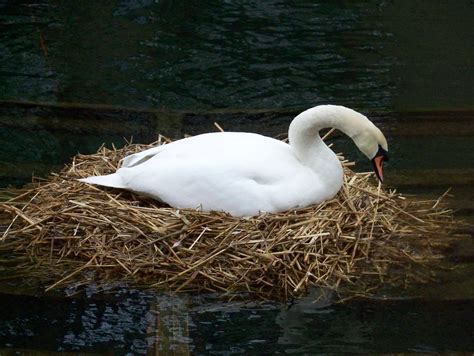 Nesting Mute Swan on Surrey Water | Mike Scott | Flickr